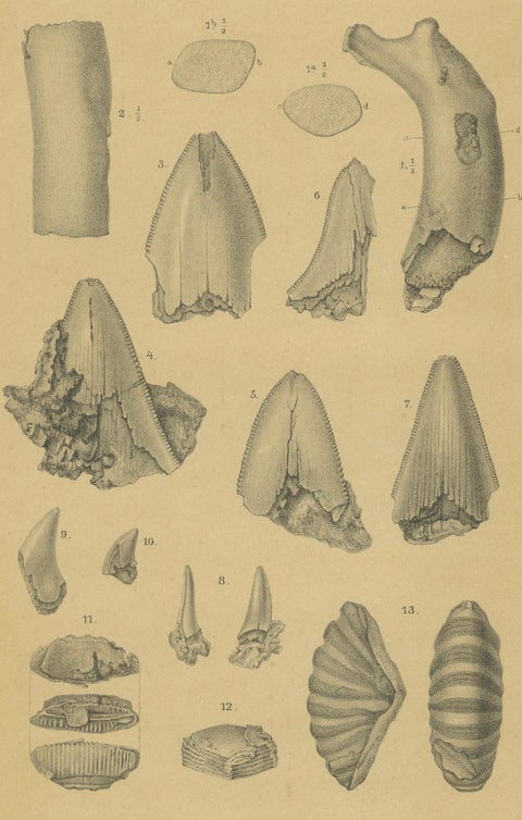 Antique Print of Caribbean Coral & Fossils - Geological Lithograph Pair, 1888, close-up 1