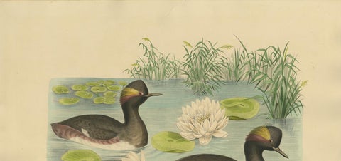 Antique Bird Print of Two Black-Necked Grebes Made after D.G. Elliot, 1869, view 4