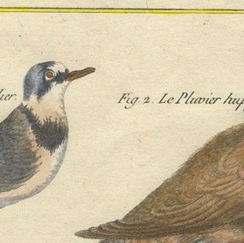 Hand-Colored Engraving of Plovers and Lapwings from Histoire Naturelle, 1790, close-up 4