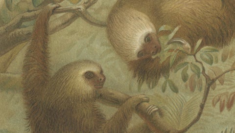 Two-Toed Sloth, Antique Natural History Chromolithograph, 1894, close-up 2