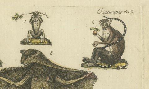 Hand Colored Antique Print of Lemurs and the extinct Mauritian Flying Fox, 1820, close-up 5