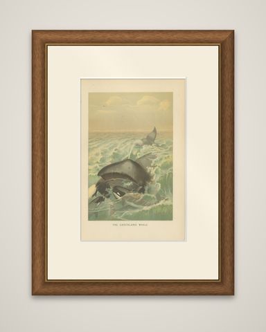 Greenland Whale, Antique Marine Chromolithograph, Royal Natural History, 1894, shown framed