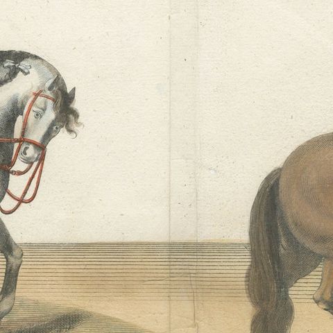 Original Antique Horse Riding Print with Hand Coloring, close-up 2