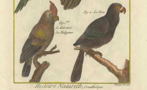 Exotic Parrots from the 18th Century: Hand-Colored Engraving by Robert Benard, close-up 3