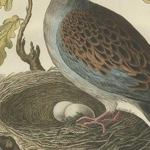 European Turtle Dove with Nest, Antique Bird Engraving, Nozeman & Sepp 1770, close-up 1