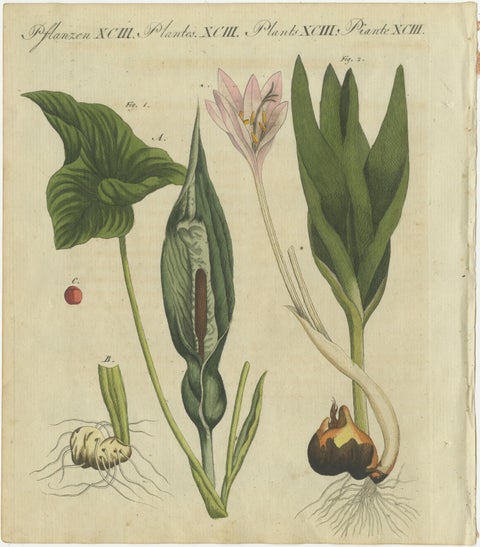 Elegant 1805 Hand-Colored Botanical Engraving of Bulbous Plants from Bertuch, view 2