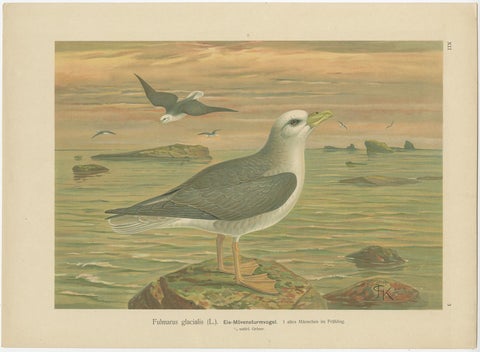 Set of 6 Antique Ornithology Chromolithographs, Arctic & European Birds, c.1890, view 3