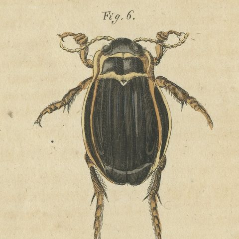 Diving Beetles and Water Beetles with Larva, Antique Bertuch Print, circa 1815, close-up 4
