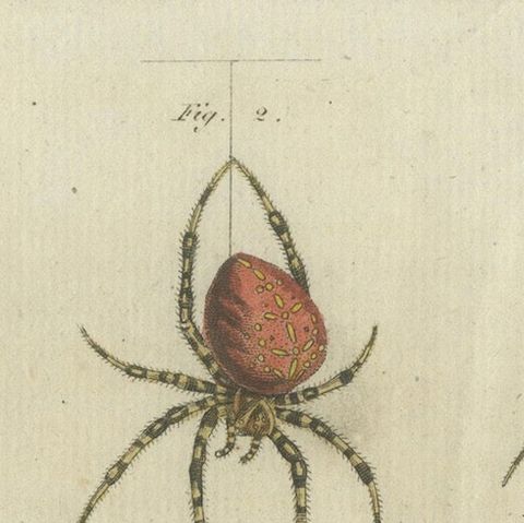 European Garden Spider Anatomy: Variations, Silk Spinnerets, and Mandibles, 1805, close-up 5