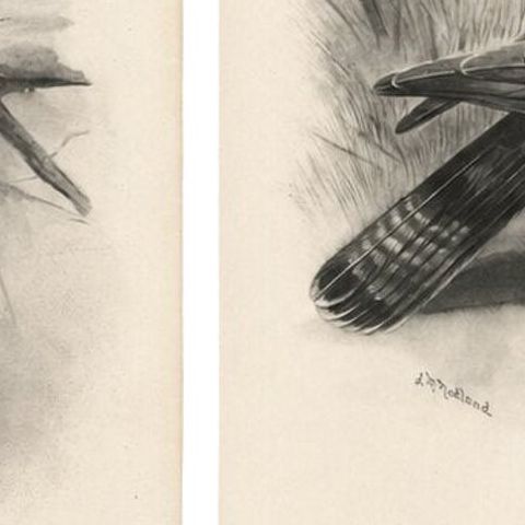 Antique Honey Buzzard Bird Prints by Lilian M. Medland, Set of Two, 1908, close-up 6