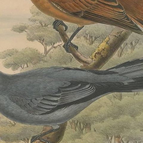 Antique Bird Print of the Grey-faced Cuckoo-Shrike by J. Gould, circa 1875, close-up 1