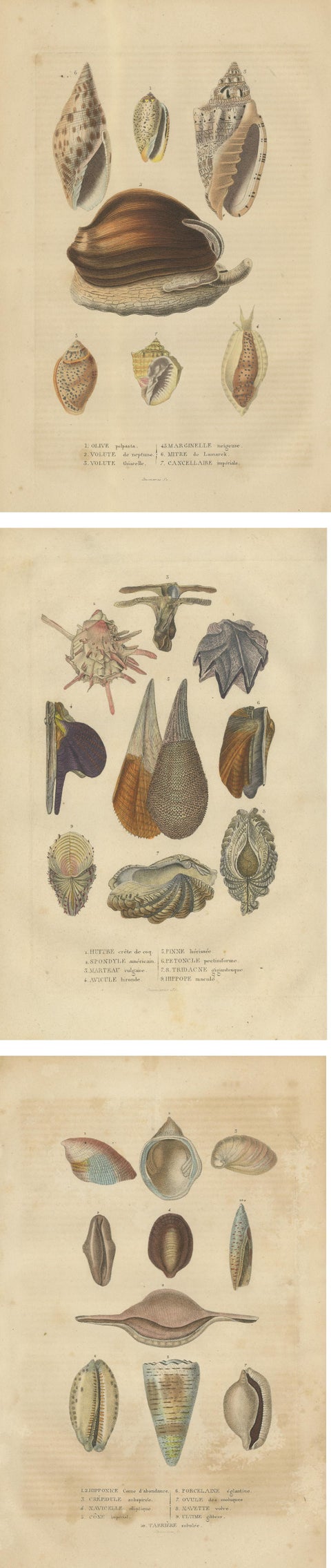 Marine Elegance: A 19th Century Mosaic of Mollusk Diversity, 1845, view 5