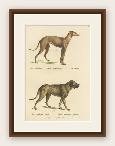 Antique Hand Colored Print of a Greyhound and English Greyhound Dog, 1824, shown framed