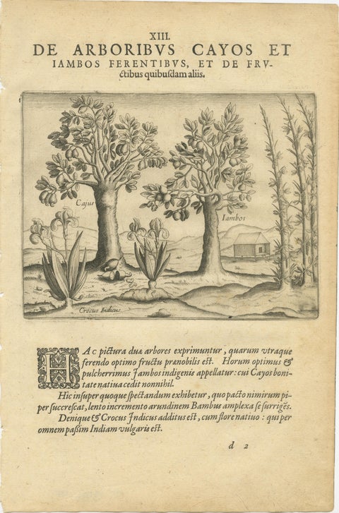 De Bry Indian Botanical Engravings, Coconut, Bamboo & Cashew Trees, c.1598, view 4