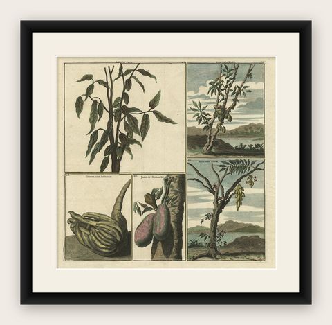 Old Print with Fruits from Asia Cocoa, Soursop Belimbing, Chinese Lemon, 1711, shown framed