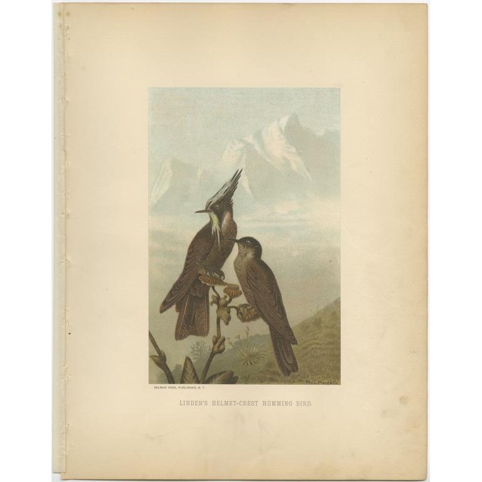 Antique Bird Print of Bearded Helmetcrests by Prang, 1898