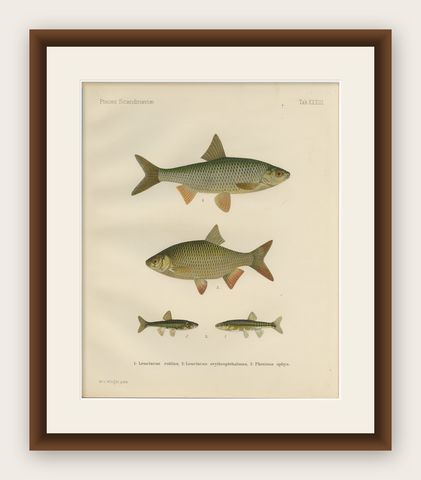 Rudd and Minnow - Elegant Freshwater Fish Lithograph from Scandinavia, 1895, shown framed