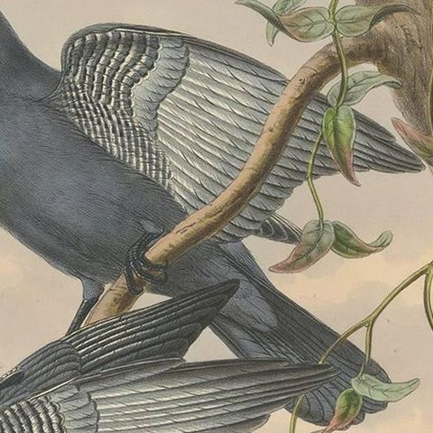 Antique Bird Print of the Yellow-Eyed Cuckooshrike by J. Gould, circa 1875, close-up 1