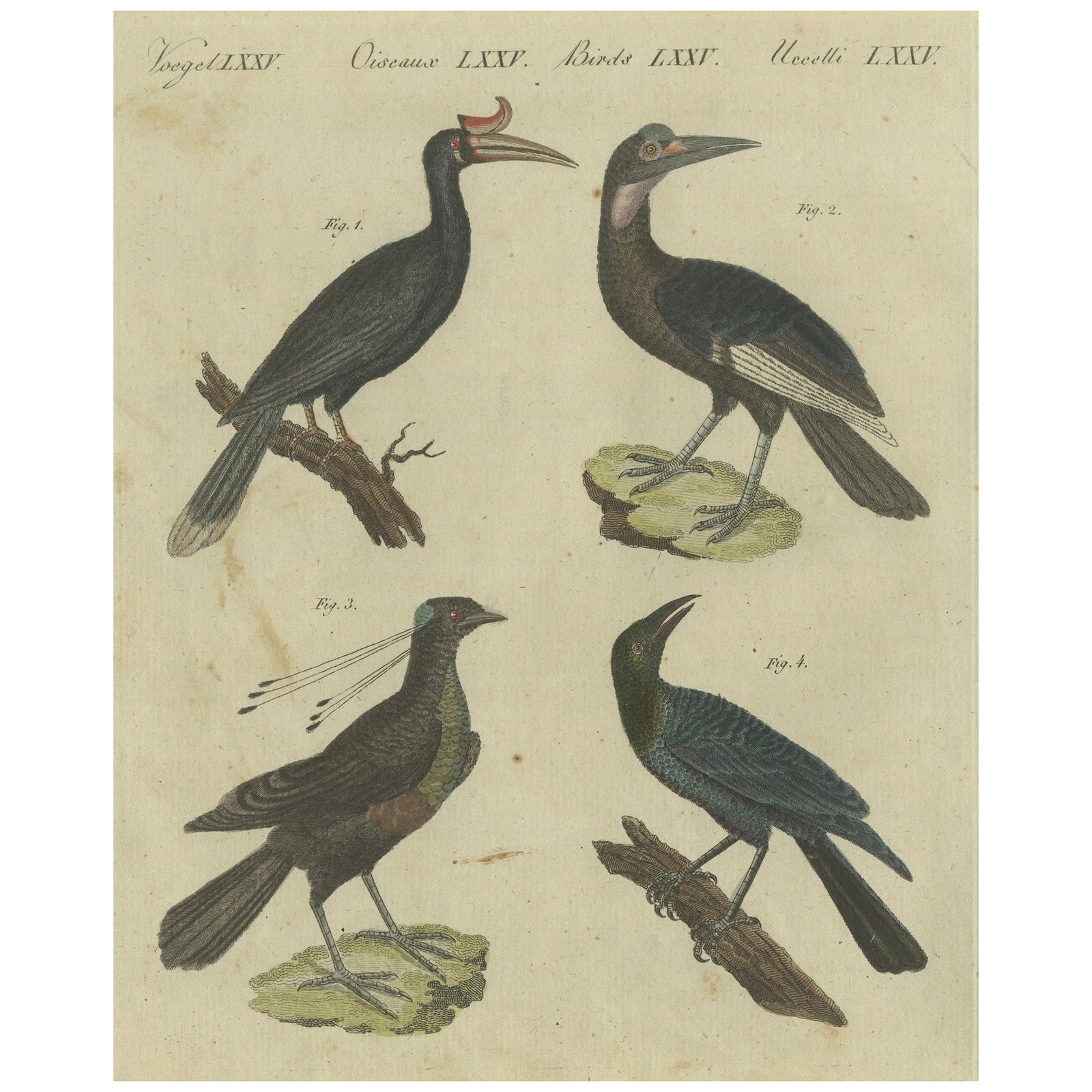 Exotic Birds: Hornbill, Lyrebird, and Glossy Starling Engraved by Bertuch, 1805