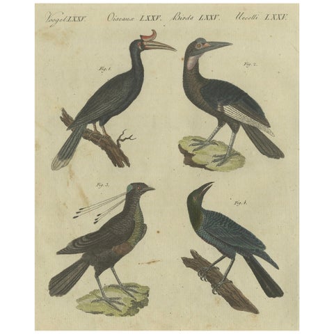Exotic Birds: Hornbill, Lyrebird, and Glossy Starling Engraved by Bertuch, 1805