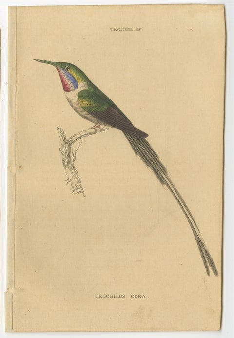 Set of 7 Antique Bird Prints, Harlequin Hummingbird, by Jardine '1837', view 3