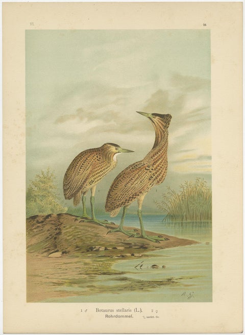 Antique Bird Print of the Eurasian Bittern by Naumann, circa 1895, view 3
