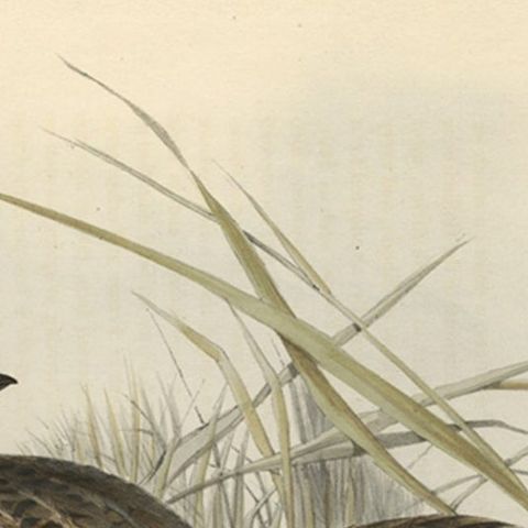 Beautiful Antique Hand-Colored Bird Print of the Common Quail by Gould, 1832, close-up 1