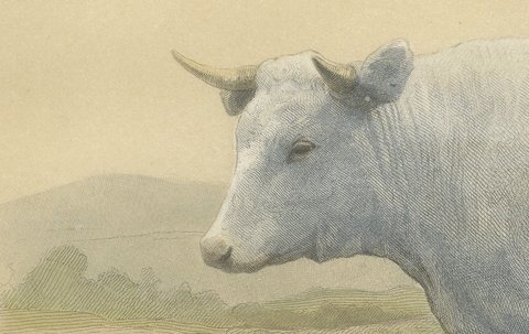Charolais Cow, Antique French Cattle Print after Jadin, 1873, view 4