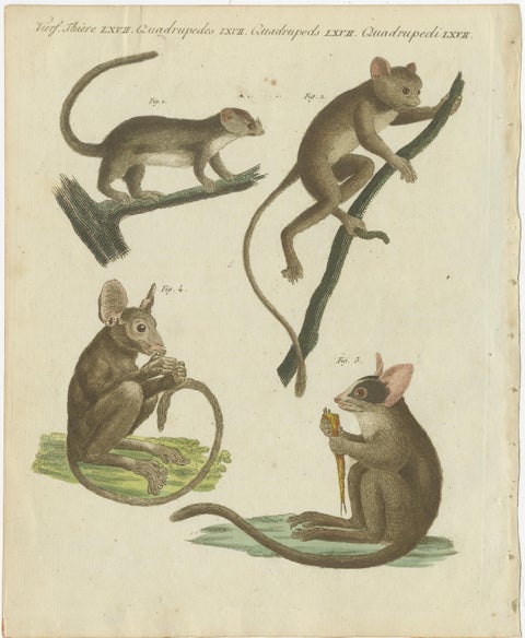 Original Antique Print of Maki or Lemur Species, view 2