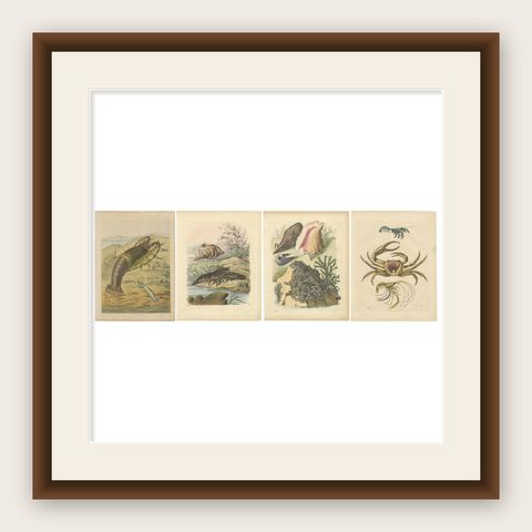 Antique Marine Prints, Lobster, Crabs, Shells, and Mollusks, circa 1850, shown framed
