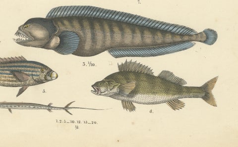 Marine Fish Print: Swordfish, Anglerfish, Tuna & Pipefish, Antique 1867, close-up 4