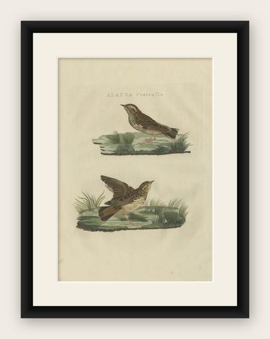Meadow Pipit Bird Print, Alauda Pratensis from Nederlandsche Vogelen, 1809, shown framed