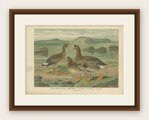 Antique Bird Print of the Greater White-Fronted Goose by Naumann, circa 1895, shown framed