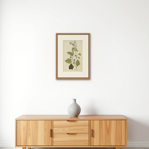 Convolvulus Jalapa Botanical Engraving - Icones Plantarum Medicinalium, 1788, shown framed on a wall