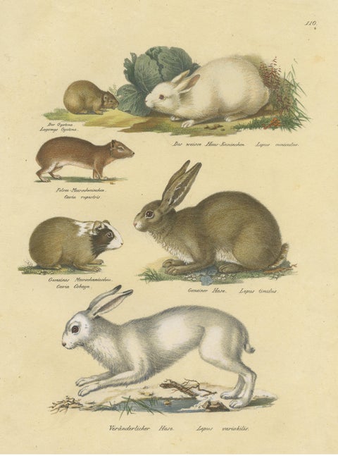 Antique Hand Colored Print of a Rabbit, Hares, Pika and Other Rodents, view 3