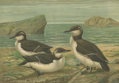Seabirds on a Northern Shore, Elegant Antique Guillemots Chromolithograph, 1880, close-up 6