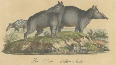 Tapir Family with Juvenile in Tropical Wetland, Brodtmann, 1816, close-up 2