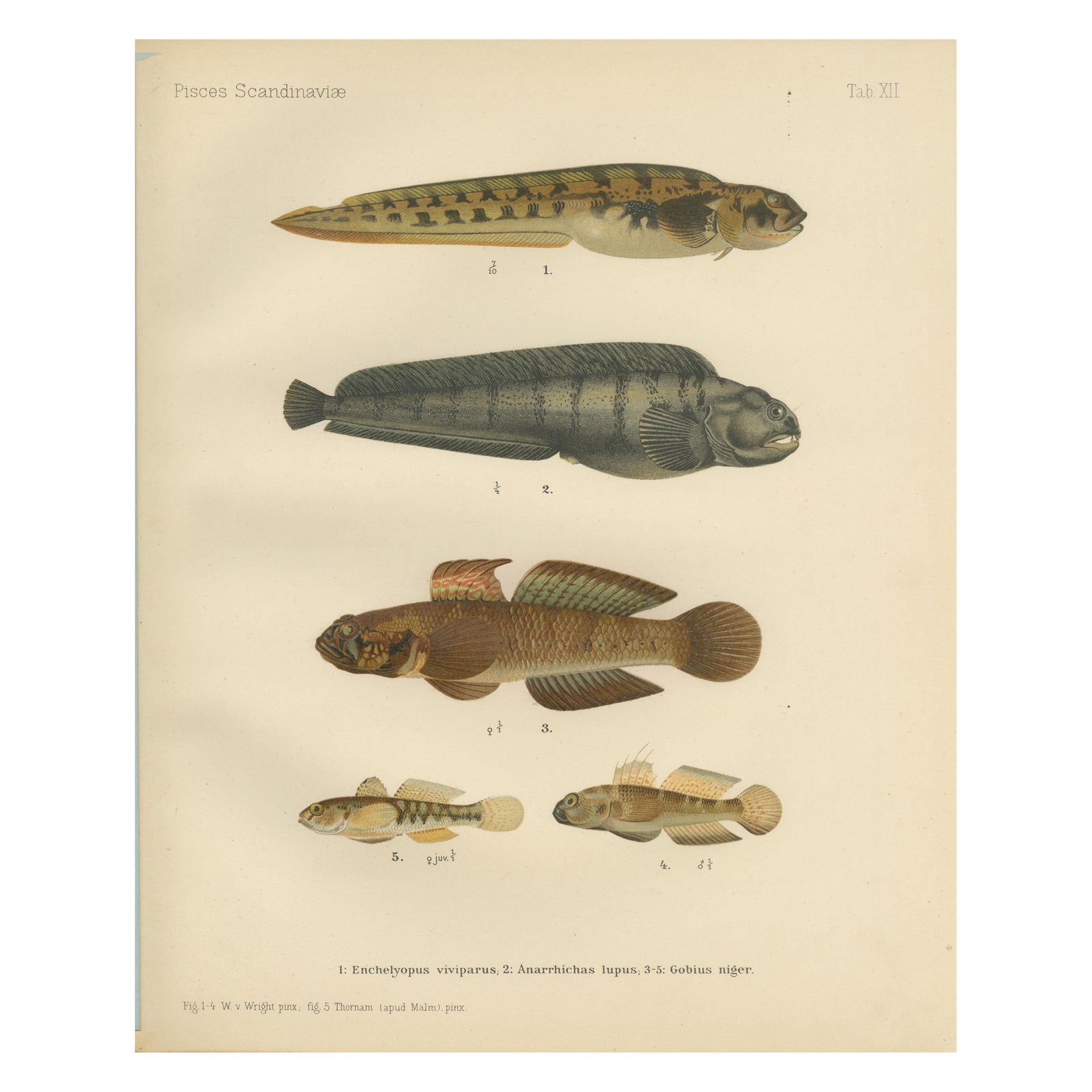 Viviparous Blenny, Wolf Fish, and Black Goby - Exquisite Scandinavian Fish Litho