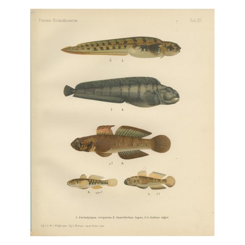 Viviparous Blenny, Wolf Fish, and Black Goby - Exquisite Scandinavian Fish Litho