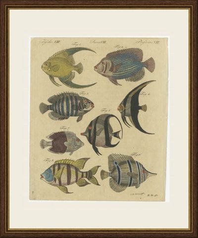 Angelfish, Butterflyfish and Moorish Idol, Antique Bertuch Print, circa 1805, shown framed