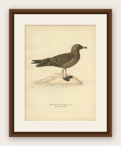 Antique Bird Print of the Parasitic Jaeger by Von Wright, 1929, shown framed
