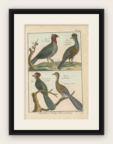 Rich & Bright, Hand-Colored, Rare Copper Engraving of Four Birds (1792)., shown framed