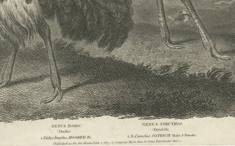 Rare Copperplate Engraving of the Extinct Dodo and an Ostrich, 1805, close-up 1