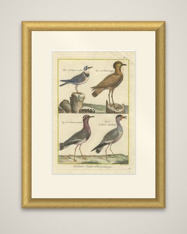 Hand-Colored Engraving of Plovers and Lapwings from Histoire Naturelle, 1790, shown framed