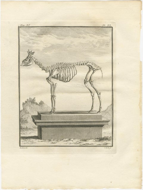 Buffon Axis Deer Prints Set of 3, Male Female & Skeleton, 1775, view 5