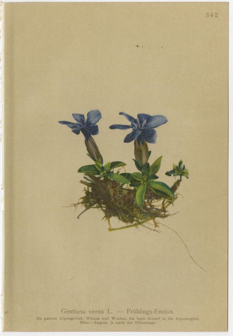 Alpine Gentian Botanical Prints Set of 4, Antique Chromolithographs 1897, view 4