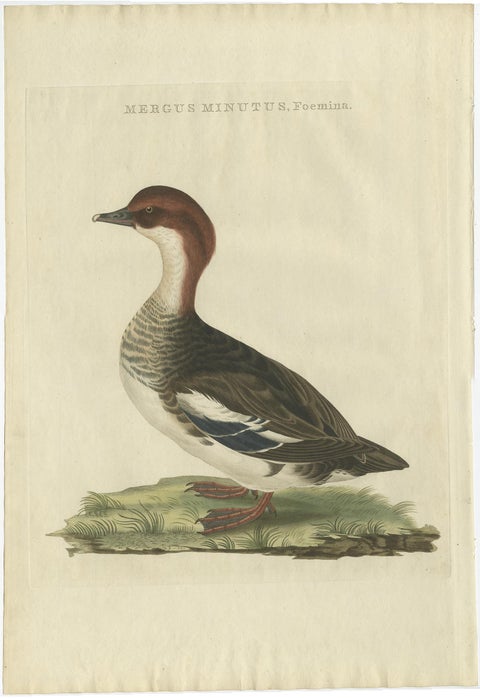 Antique Hand-Coloured Print of Female Merganser, Mergus Minutus, 1770s, view 2