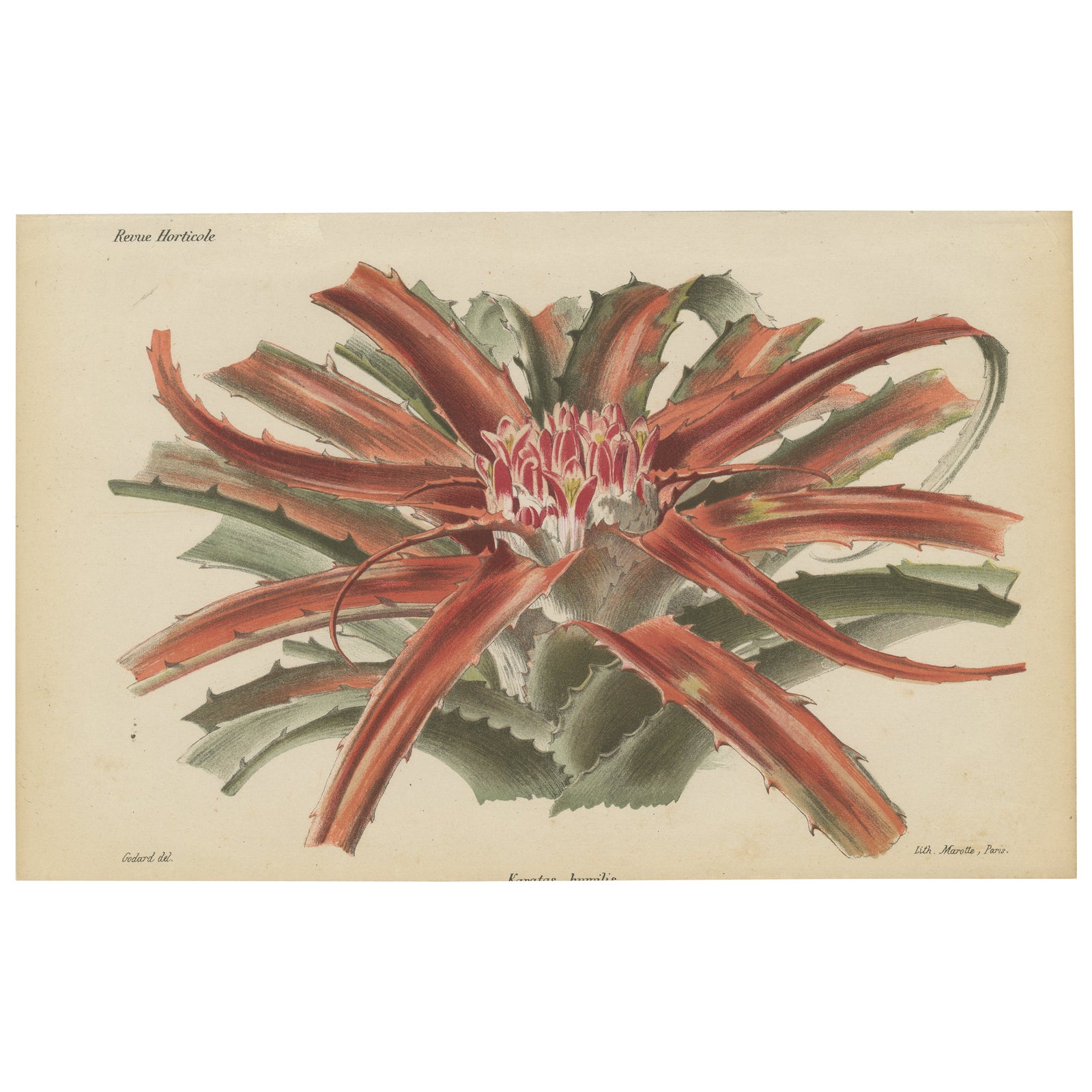 Exotic Elegance: Silver Vase Plant in Vintage Chromolithographic Art, circa 1890