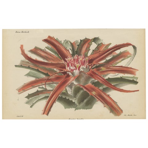 Exotic Elegance: Silver Vase Plant in Vintage Chromolithographic Art, circa 1890
