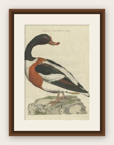 Antique Bird Print of the Male Common Shelduck by Sepp & Nozeman, 1789, shown framed
